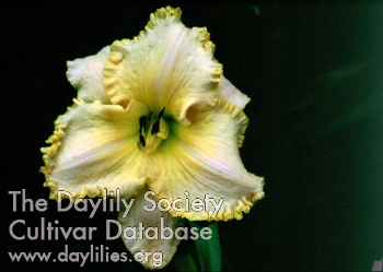 Daylily Homeplace Sonshine
